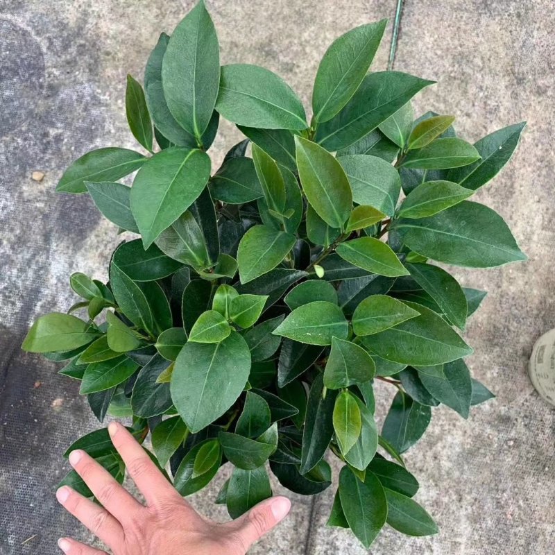 新品四季茶花：夏日七心茶花苗圃原盆原土快递包邮