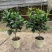 新品四季茶花：夏日七心茶花苗圃原盆原土快递包邮