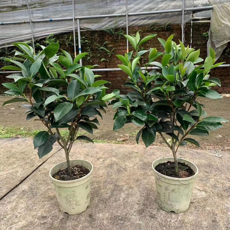 新品四季茶花：夏日七心茶花苗圃原盆原土快递包邮