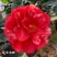 新品四季茶花：夏日七心茶花苗圃原盆原土快递包邮