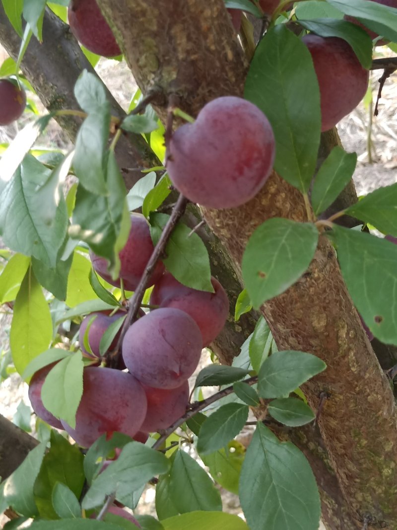 小宝石，澳洲红心李，味帝，青脆李，五月脆，半边红等品种。