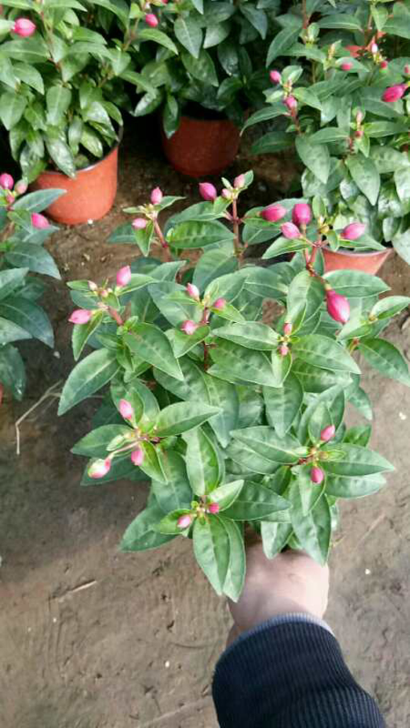 吊灯笼花