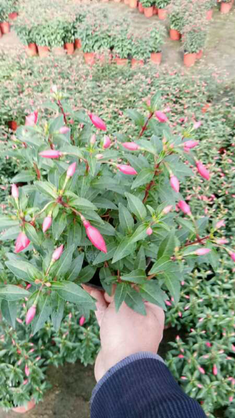 吊灯笼花
