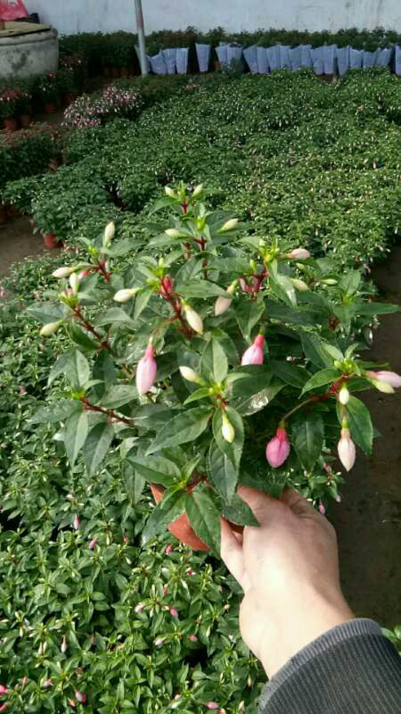 吊灯笼花