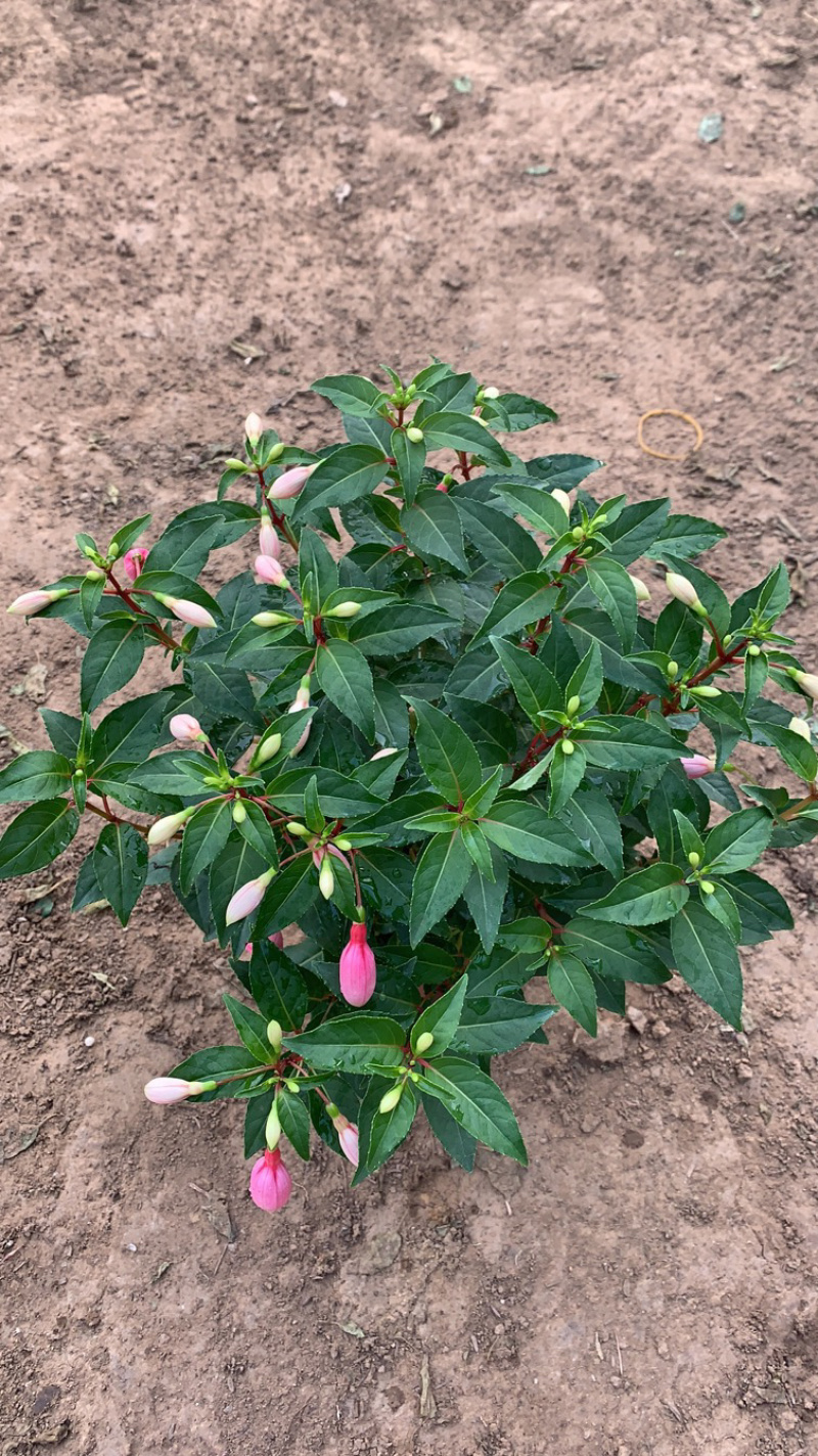 吊灯笼花