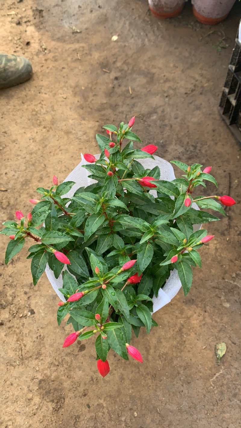 吊灯笼花