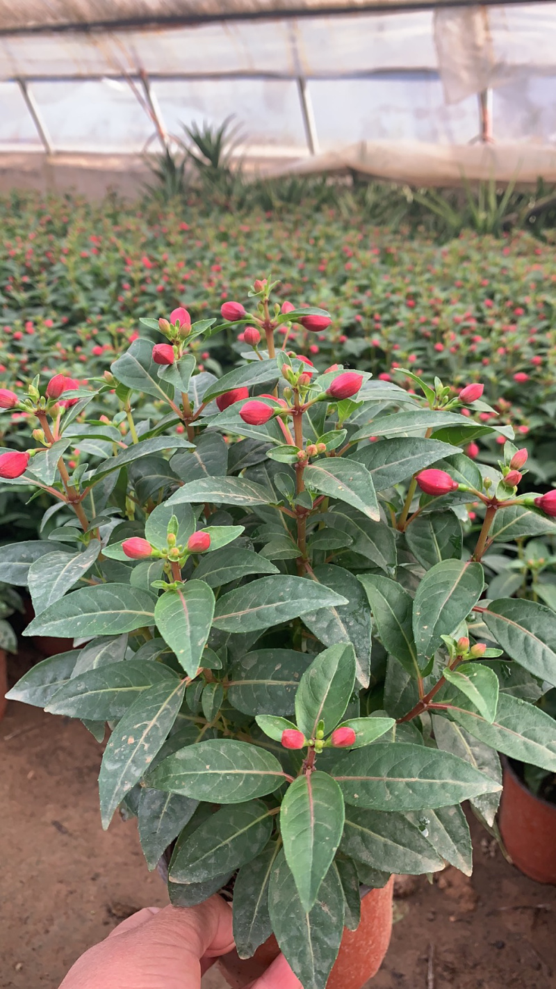 吊灯笼花