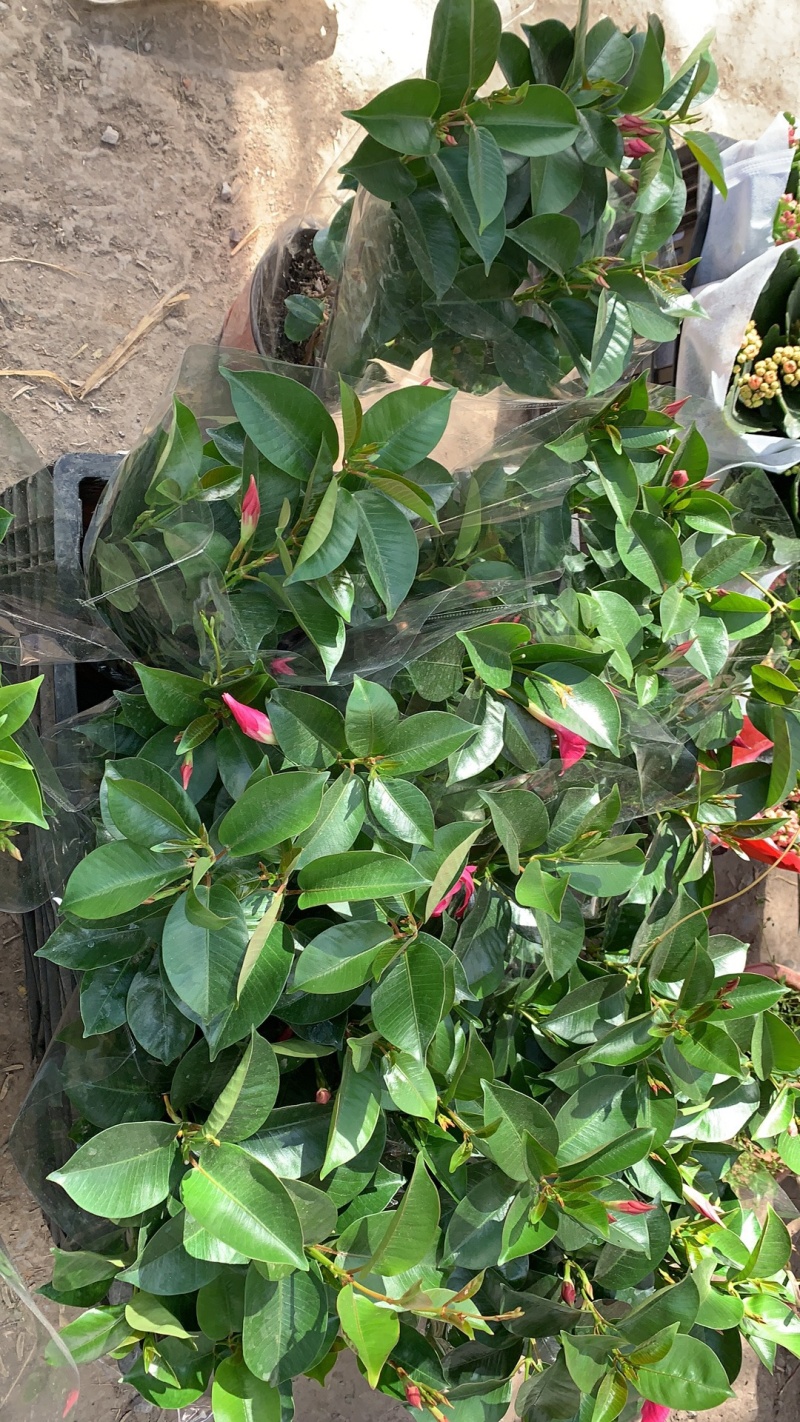 吊灯笼花