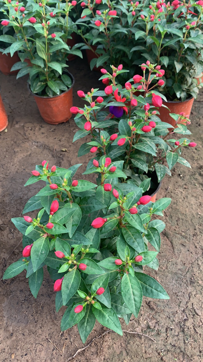 吊灯笼花