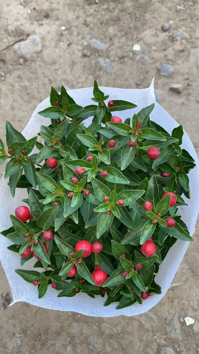 吊灯笼花