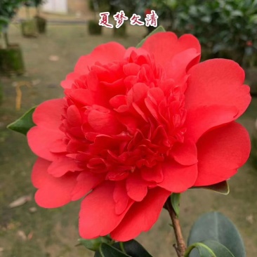 新品四季茶花：夏梦文清茶花苗圃对版原盆原土发货快递包邮