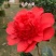 新品四季茶花：夏梦文清茶花苗圃对版原盆原土发货快递包邮