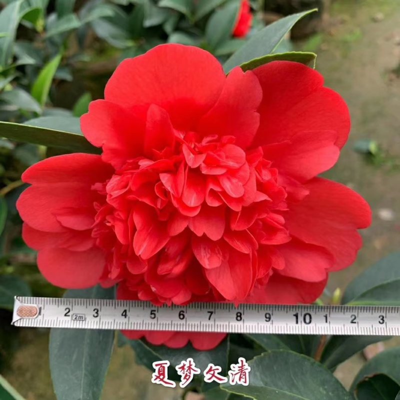 新品四季茶花：夏梦文清茶花苗圃对版原盆原土发货快递包邮