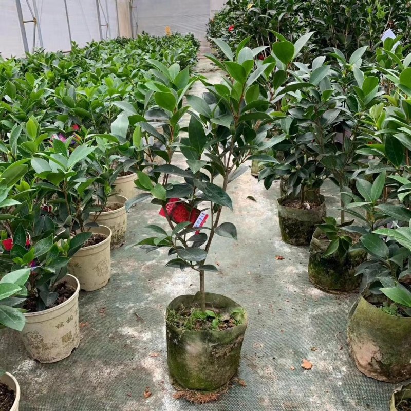 新品四季茶花：夏梦文清茶花苗圃对版原盆原土发货快递包邮