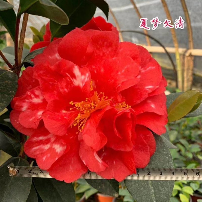 新品四季茶花：夏梦文清茶花苗圃对版原盆原土发货快递包邮