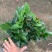 新品四季茶花：夏梦文清茶花苗圃对版原盆原土发货快递包邮