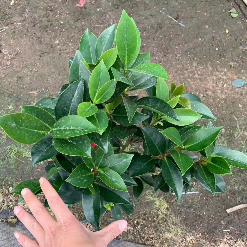 新品四季茶花：夏梦文清茶花苗圃对版原盆原土发货快递包邮