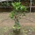 新品四季茶花：夏梦文清茶花苗圃对版原盆原土发货快递包邮
