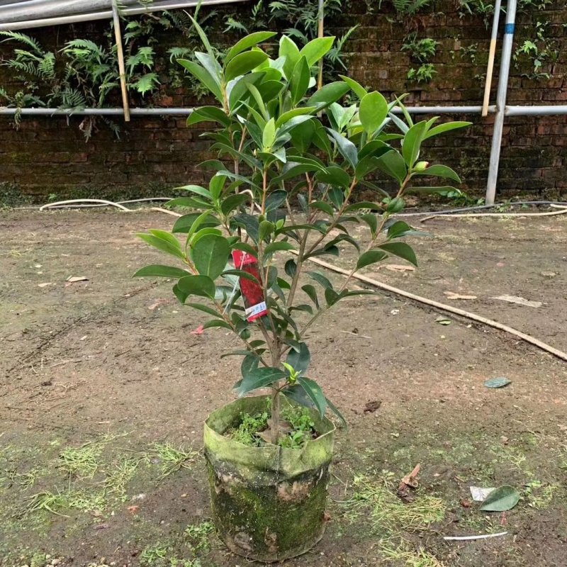 新品四季茶花：夏梦文清茶花苗圃对版原盆原土发货快递包邮