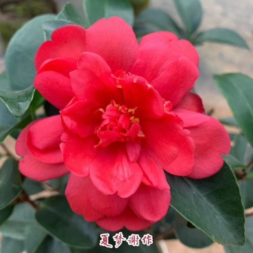 新品四季茶花：夏梦谢作茶花苗圃对版发货原盆原土快递包邮