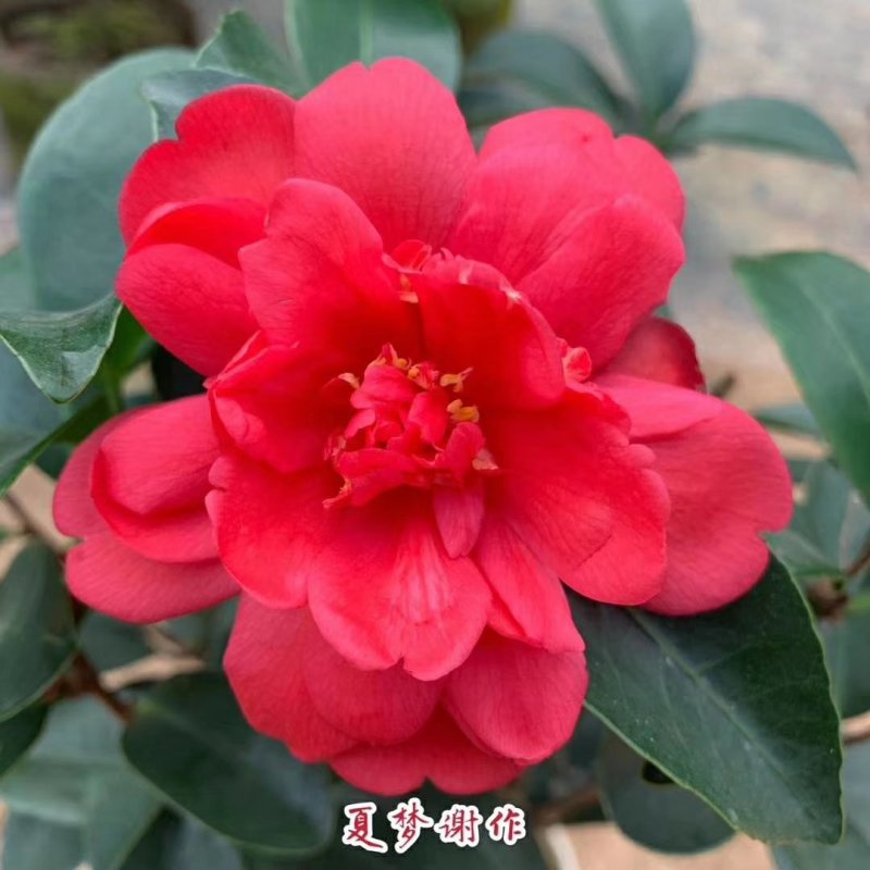 新品四季茶花：夏梦谢作茶花苗圃对版发货原盆原土快递包邮
