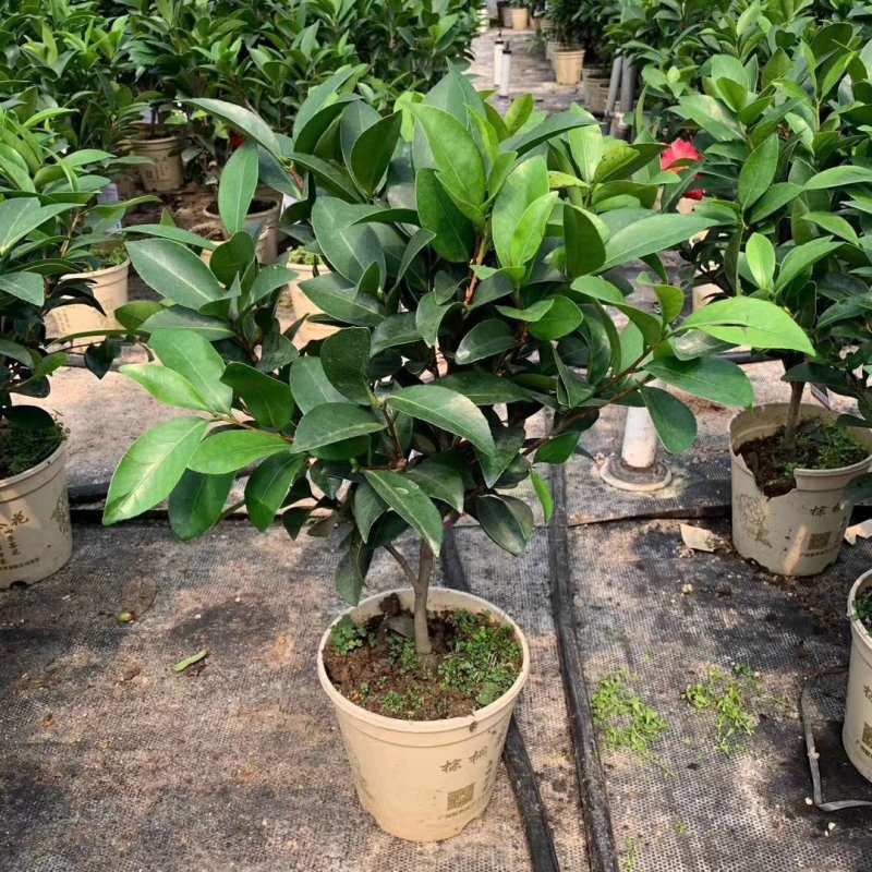 新品四季茶花：夏梦谢作茶花苗圃对版发货原盆原土快递包邮