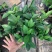 新品四季茶花：夏梦谢作茶花苗圃对版发货原盆原土快递包邮