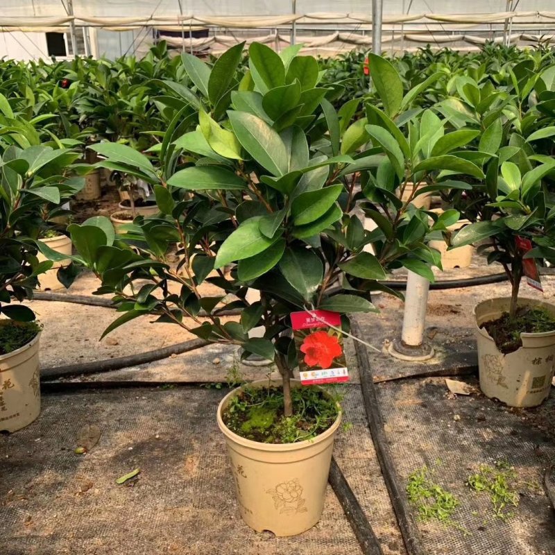 新品四季茶花：夏梦谢作茶花苗圃对版发货原盆原土快递包邮