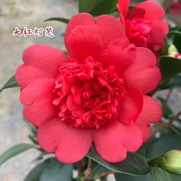 新品四季茶花：大红灯笼茶花苗圃对版发货原盆原土快递包邮