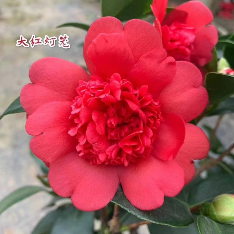 新品四季茶花：大红灯笼茶花苗圃对版发货原盆原土快递包邮