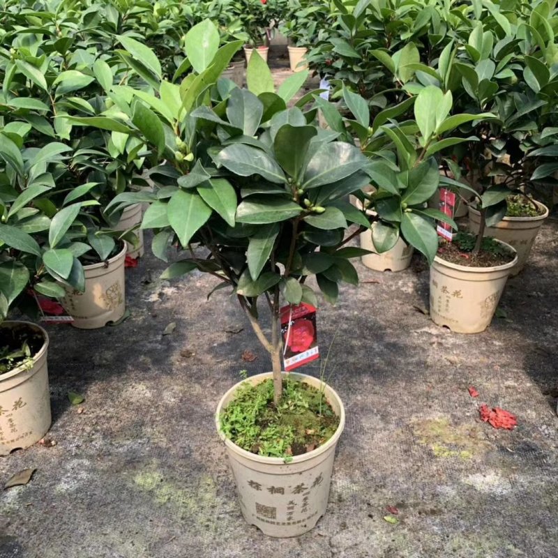 新品四季茶花：大红灯笼茶花苗圃对版发货原盆原土快递包邮