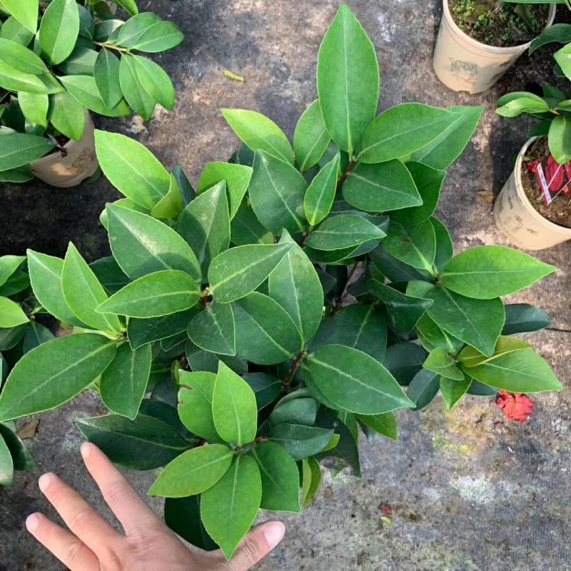 新品四季茶花：大红灯笼茶花苗圃对版发货原盆原土快递包邮