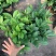 新品四季茶花：大红灯笼茶花苗圃对版发货原盆原土快递包邮