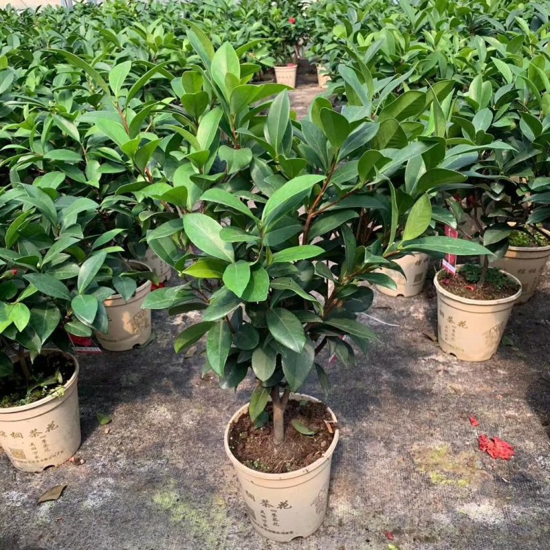 新品四季茶花：大红灯笼茶花苗圃对版发货原盆原土快递包邮