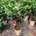 新品四季茶花：大红灯笼茶花苗圃对版发货原盆原土快递包邮