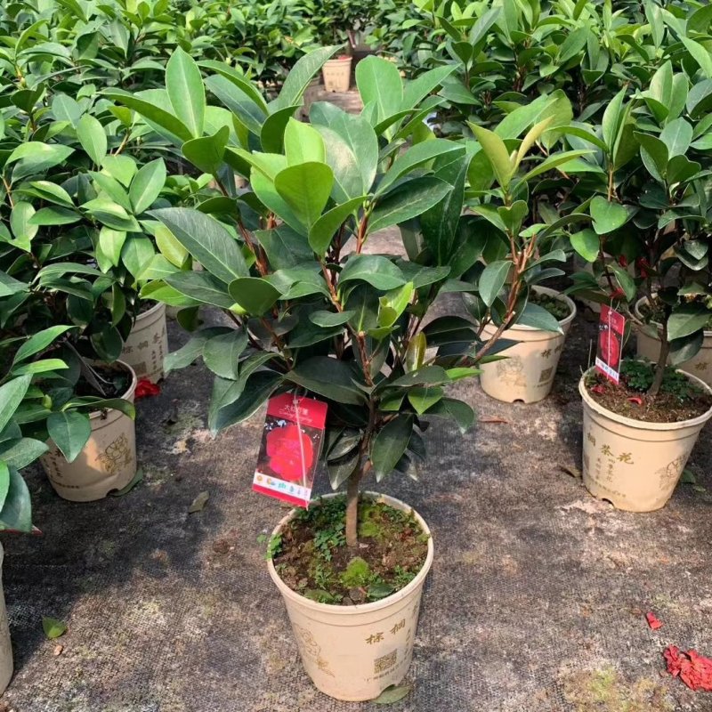 新品四季茶花：大红灯笼茶花苗圃对版发货原盆原土快递包邮