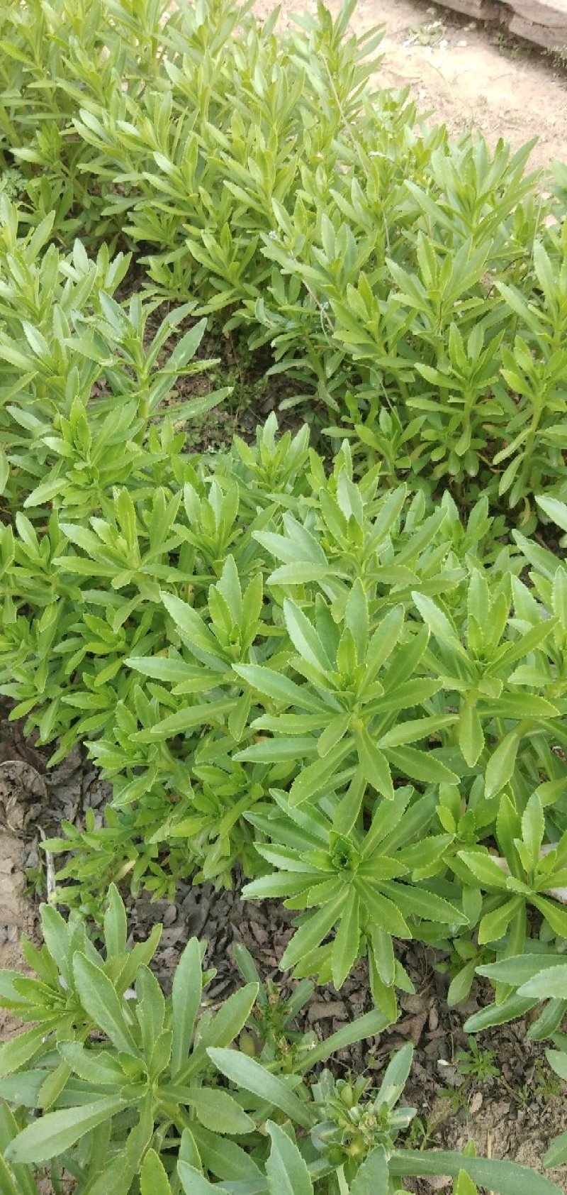 救心菜
