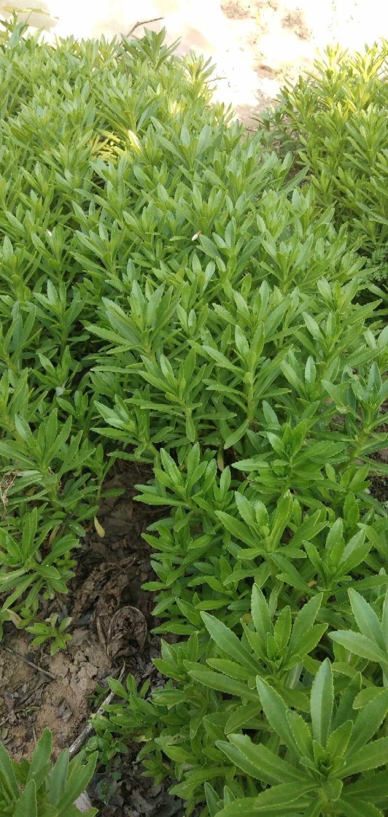救心菜