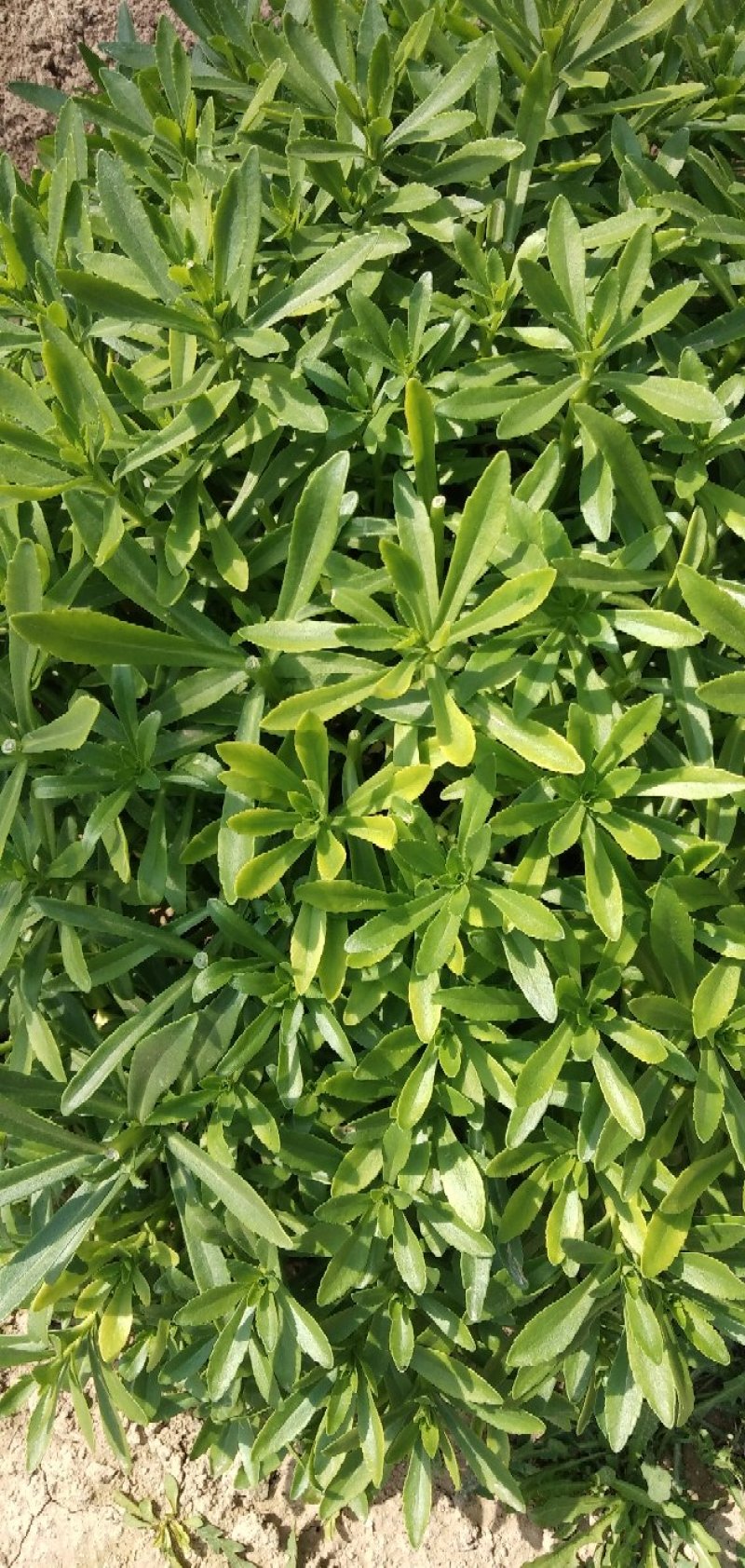 救心菜