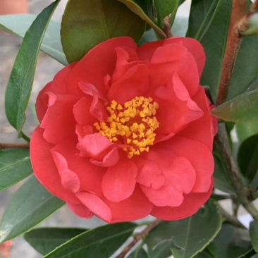 新品四季茶花：夏风热浪茶花苗圃对版发货原盆原土快递包邮
