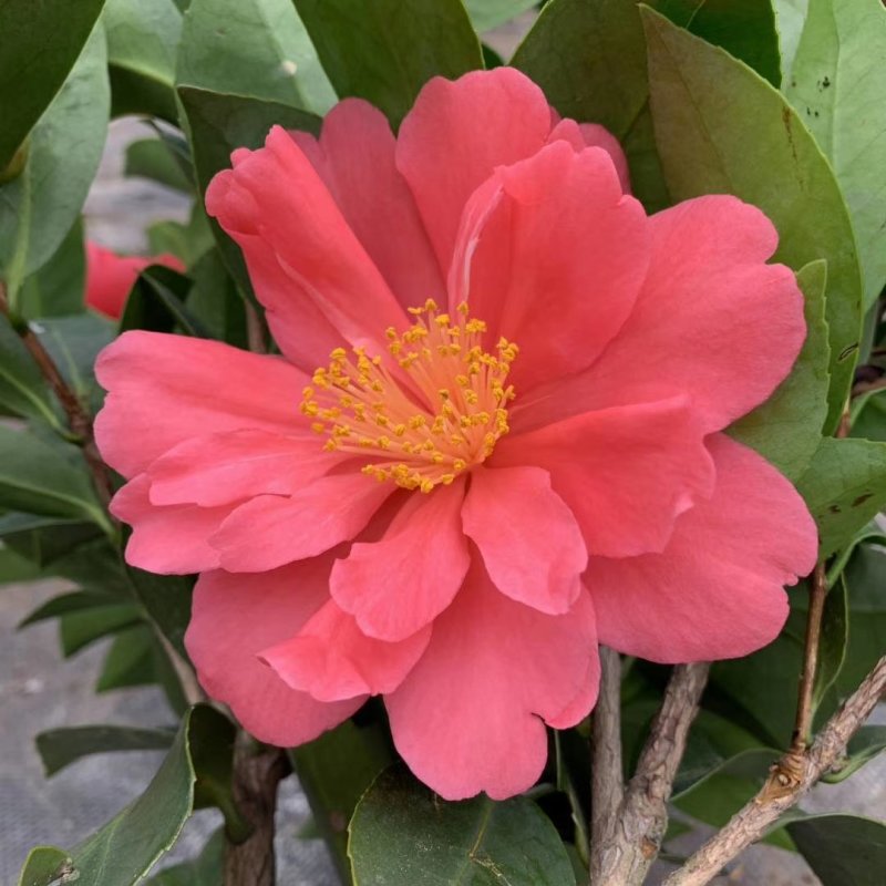 新品四季茶花：夏风热浪茶花苗圃对版发货原盆原土快递包邮