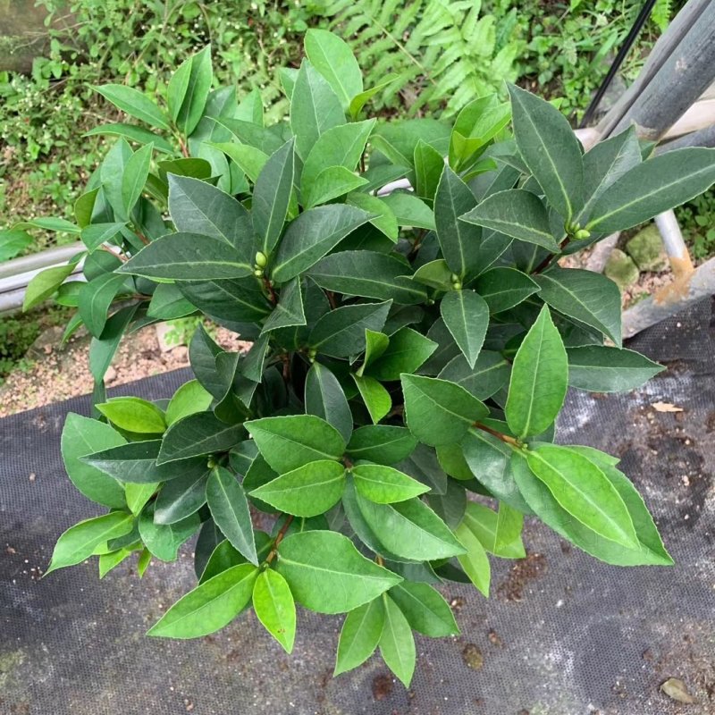 新品四季茶花：夏风热浪茶花苗圃对版发货原盆原土快递包邮