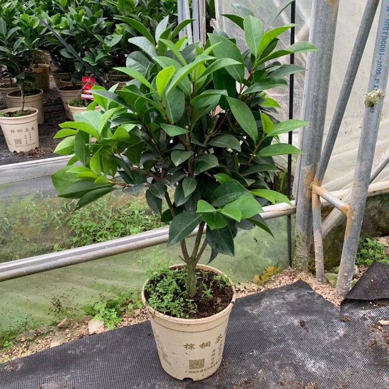 新品四季茶花：夏风热浪茶花苗圃对版发货原盆原土快递包邮