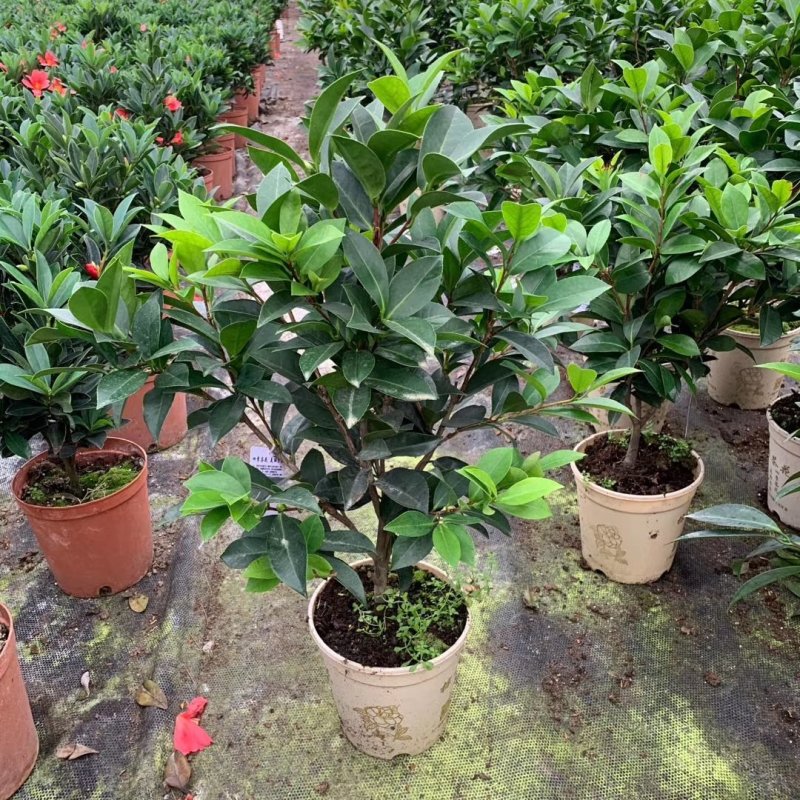 新品四季茶花：夏风热浪茶花苗圃对版发货原盆原土快递包邮