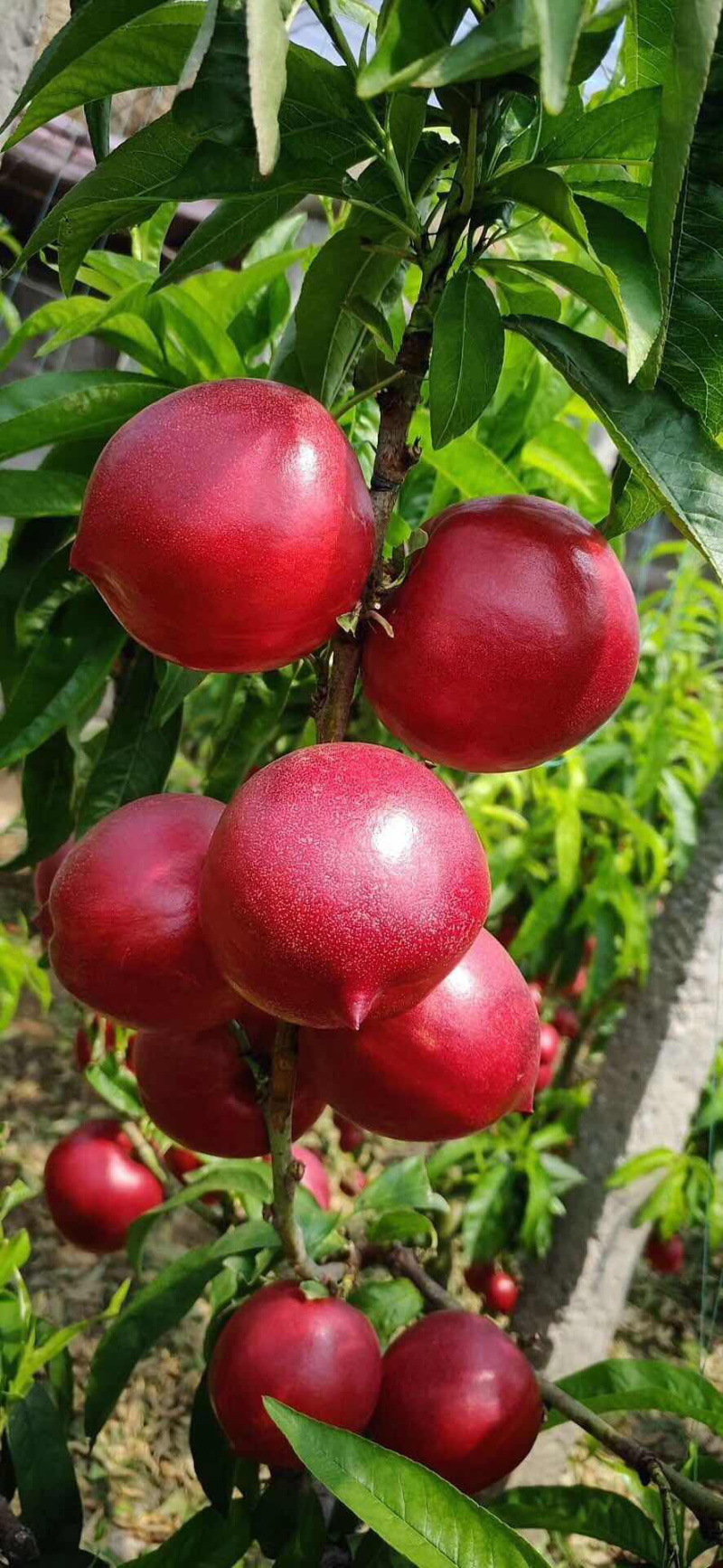 中油四号油桃，中油五号油桃，颜色好口感好，个头好