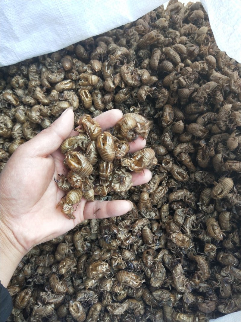 野生蝉蜕水洗无杂质均有大货