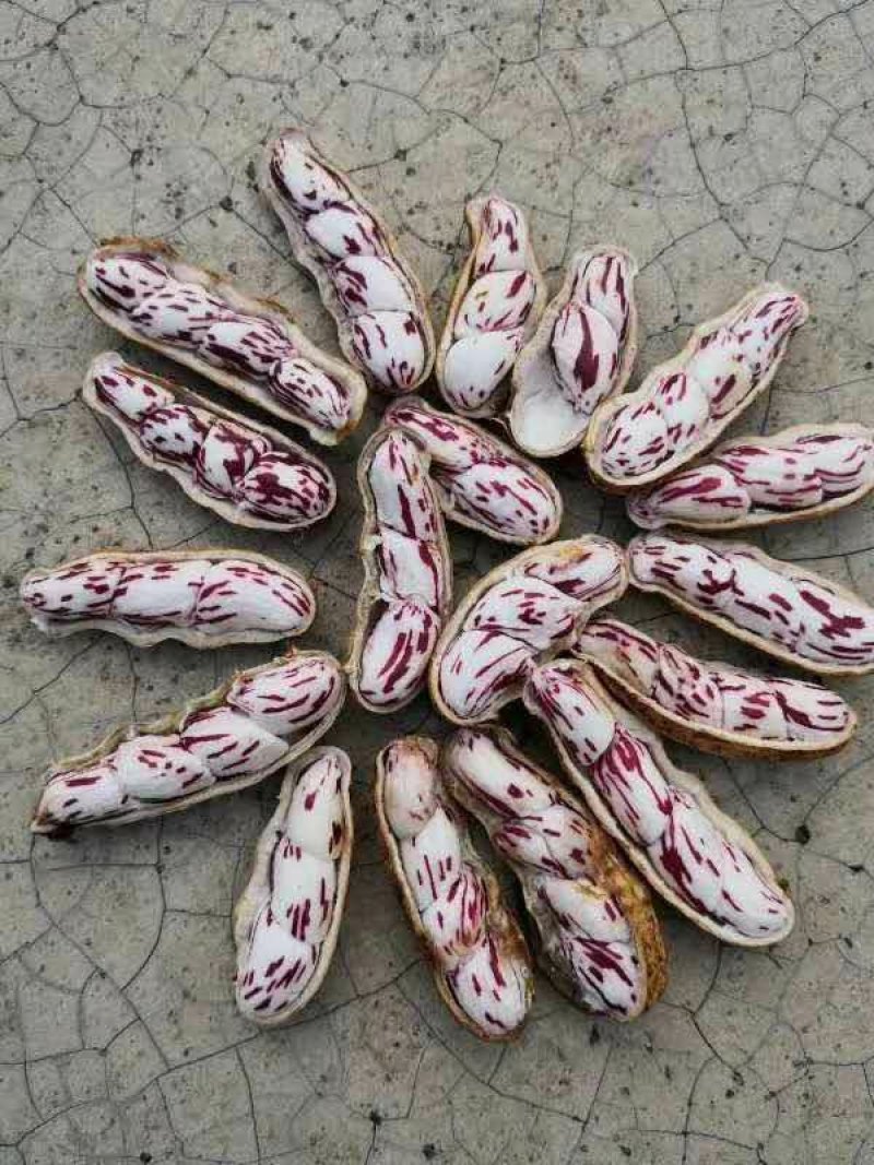 云南七彩花生