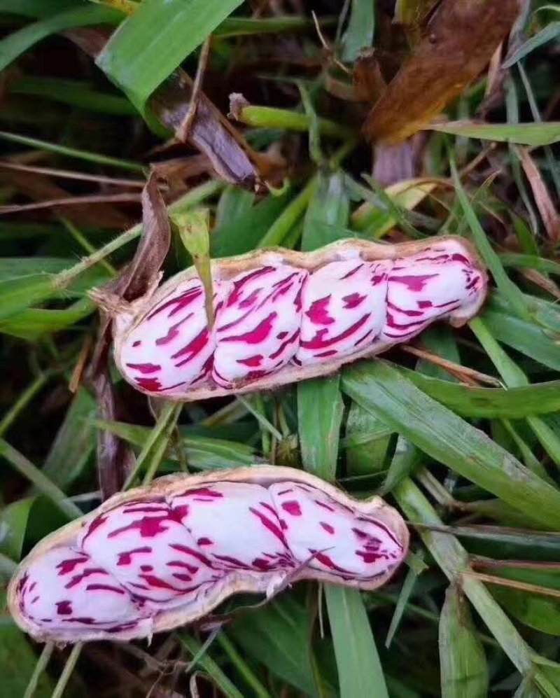 云南七彩花生