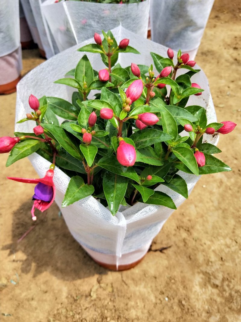 倒挂金钟灯笼花基地大量批发