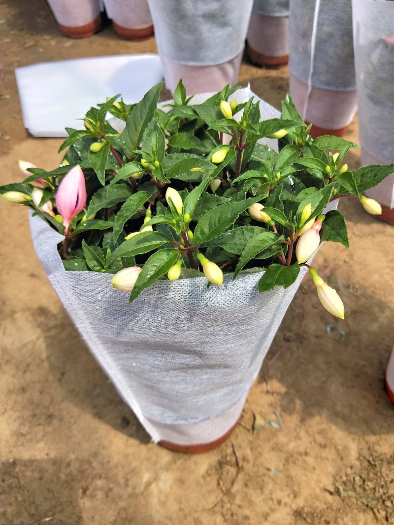 倒挂金钟灯笼花基地大量批发